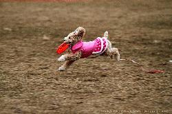 Tokyo_Flying-Dogs_003.jpg