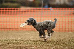 Tokyo_Flying-Dogs_004.jpg