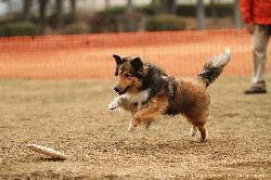 Tokyo_Flying-Dogs_006.jpg