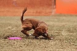 Tokyo_Flying-Dogs_010.jpg