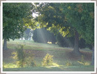 USDGC2006：朝陽が木の葉の隙間から差し込み、霞の線を照らし出している